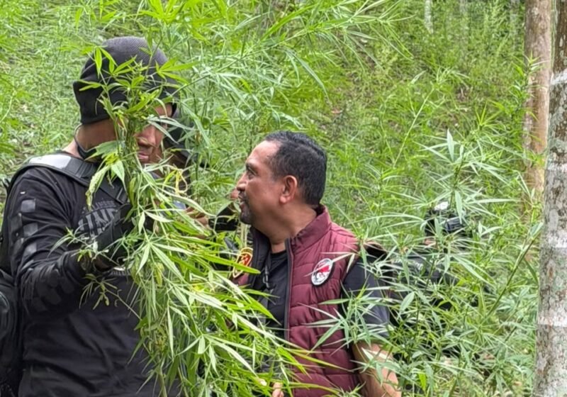 Ditresnarkoba Polda Aceh bersama Badan Narkotika Nasional Provinsi (BNNP) Aceh dan Polres Lhokseumawe berhasil mengungkap lokasi ladang ganja di Dusun Alue Garut, Desa Teupin Ruseb, Kecamatan Sawang, Kabupaten Aceh Utara, pada Rabu (28/10/2026). Foto: Humas Polda
